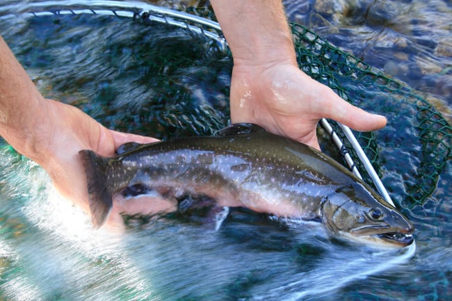 Mariazeller Alpenfisch BIO Bachsaibling im Ganzen